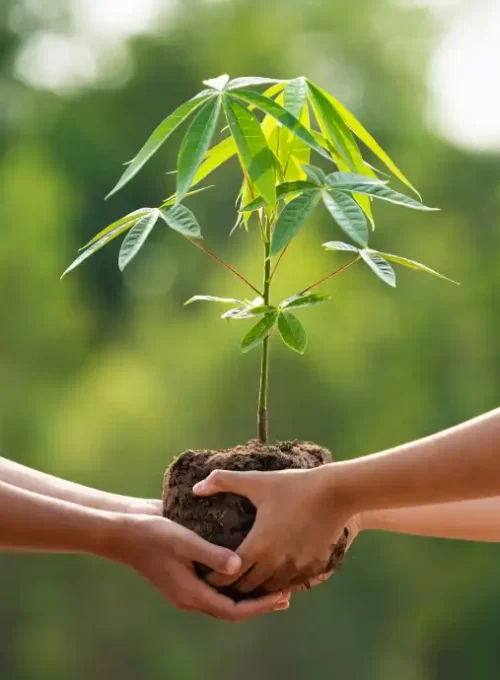 Tree Plantation Campaigns